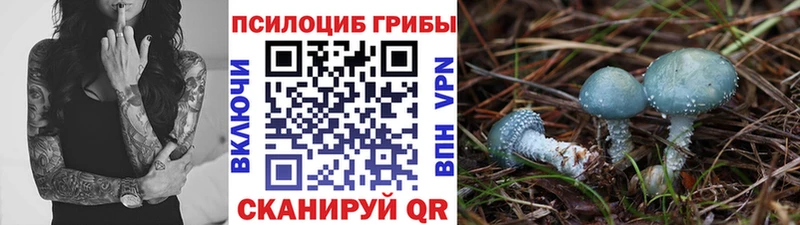 Купить  Кострома  Галлюциногенные грибы Cubensis 